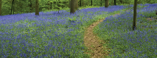 A field of purple flowers with a a path running through